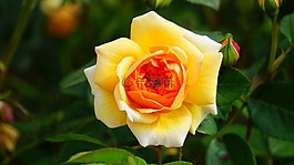 花,玫瑰,黃色