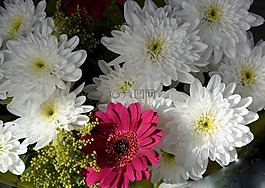 鮮花,白,紅花