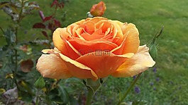 玫瑰,橙,花