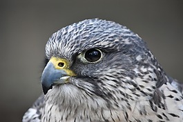 鳥,野生動物,自然