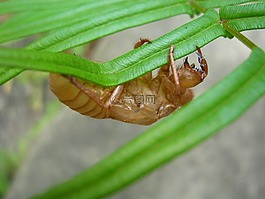 蟬,夏天,昆蟲