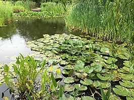 睡蓮,湖,水
