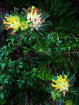 花,鮮花,黃色