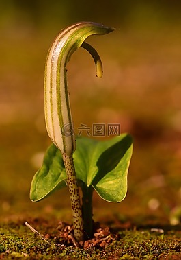 指出花,春天,豆芽