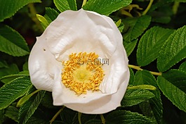 野玫瑰,布什,開花