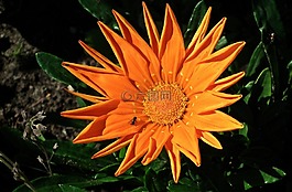植物,性質(zhì),花