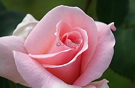 薔薇,玫瑰,粉色