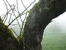 蜘蛛網(wǎng),蜘蛛,性質(zhì)