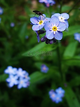 花,鲜花,昆虫