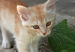 小貓,姜小貓,紅發(fā)
