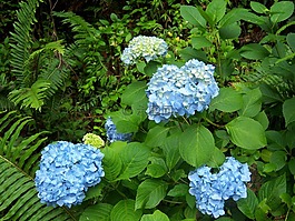 繡球花,花卉,藍色