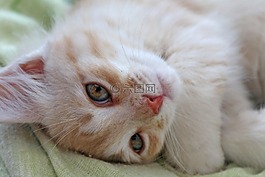小猫,housecat,猫
