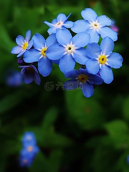 花,鮮花,性質(zhì)