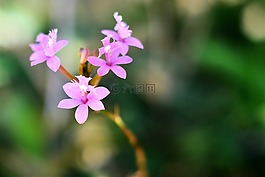 蘭花,鮮花,植物