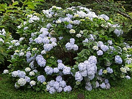 繡球花,鮮花,花園