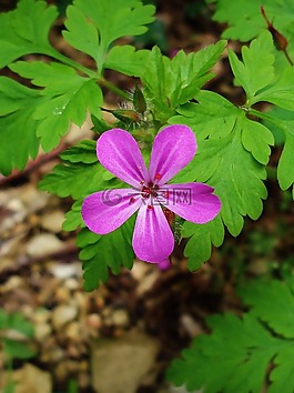花,鮮花,粉色