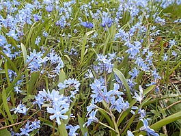 春,鮮花,草