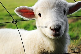 羊,農(nóng)場(chǎng),動(dòng)物