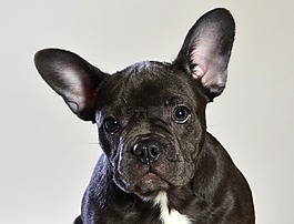 法斗牛犬藍(lán)色的,狗,動物