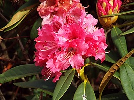 花,紅色的花,花園