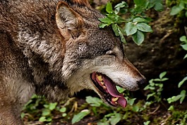 狼,野生動物,美麗