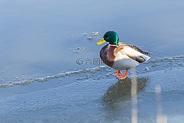 鴨,野鴨,動物