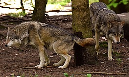 狼,野生動物,美麗