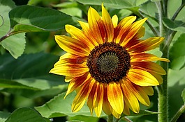 太陽花,美,性質(zhì)