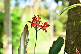 花卉,蘭花,植物學家