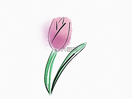 花,郁金香,盛开