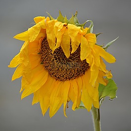 向日葵,花,花瓣