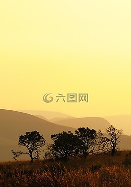 樹,側(cè)影,山