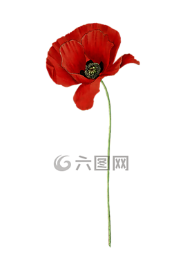 罌粟,花,廠