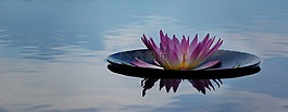 寧靜,自然,花