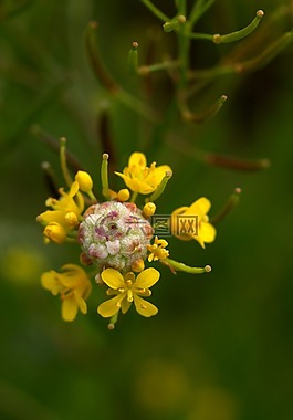 花卉,黃色,花瓣