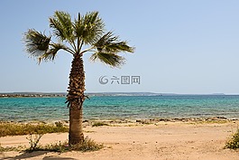塞浦路斯,potamos liopetri,棕榈树