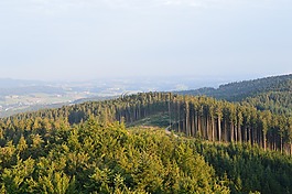 森林,景觀(guān),自然
