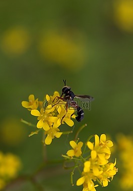 黃蜂,花卉,黃色