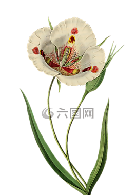 郁金香,花,廠