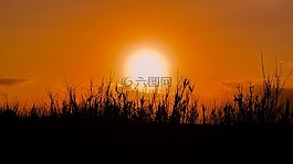 太陽,日落,蘆葦
