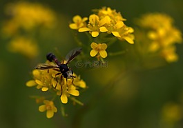 黃蜂,花卉,黃色