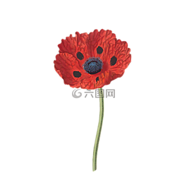 罌粟,花,廠