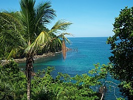 mar,椰子樹,vista