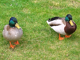 鴨子,鳥(niǎo),雞