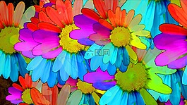 瑪格麗特,花,開花