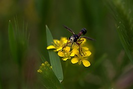 黃蜂,花卉,黃色