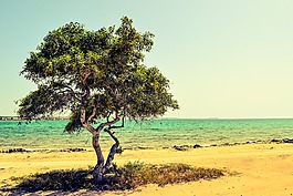 塞浦路斯,potamos liopetri,树