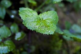 葉,植物,性質(zhì)