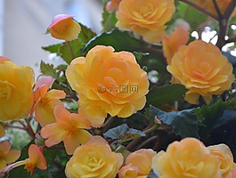 鮮花,黃色的花,花束