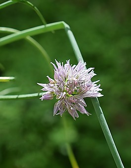 韭菜,花,开花
